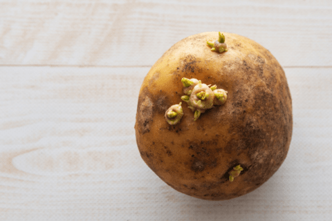 Potato with sprouts growing out of it.