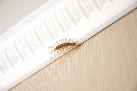 House centipede on wall.