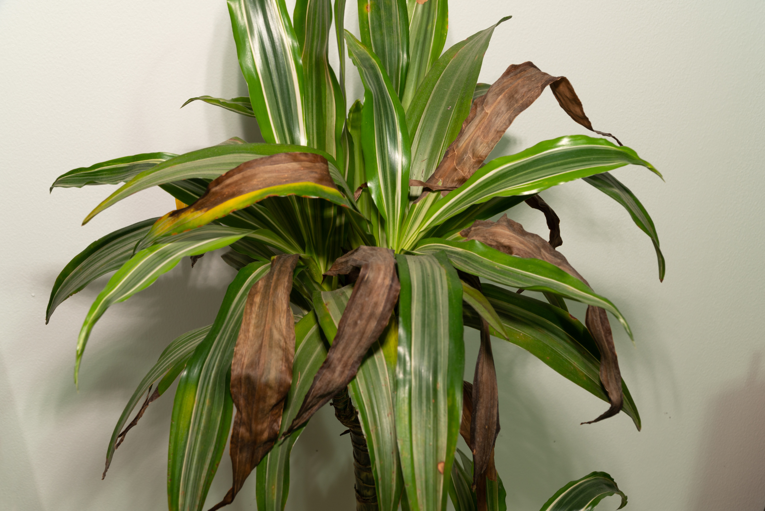 House plant with dead leaves.