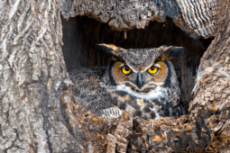 How to Invite Owls to Your Yard for Natural Rodent Control