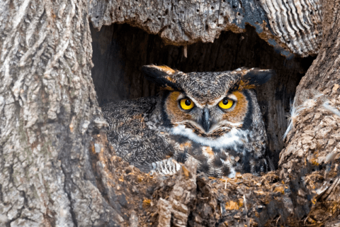 Owl sitting in a tree trunk.