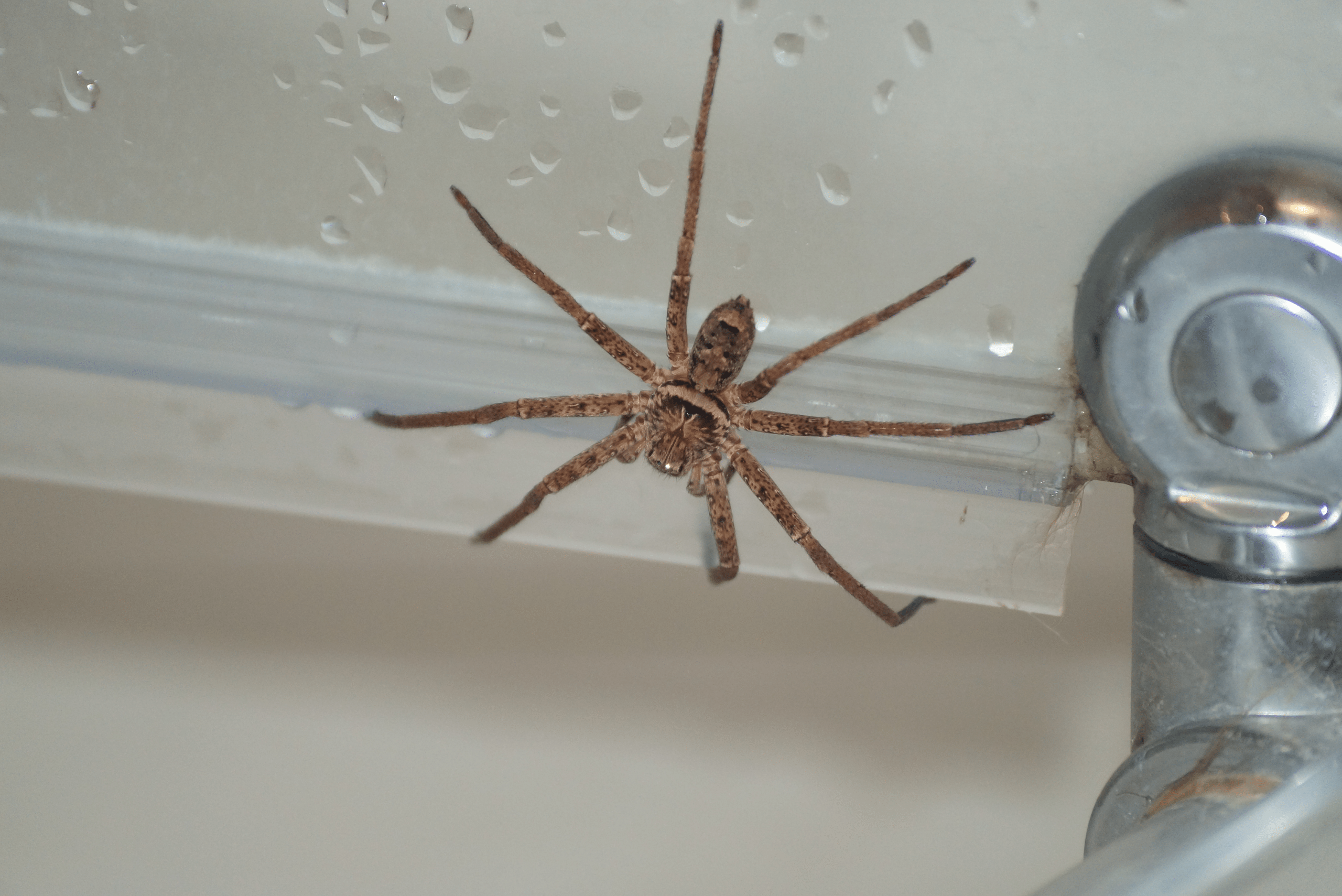 Spider in a wet shower.