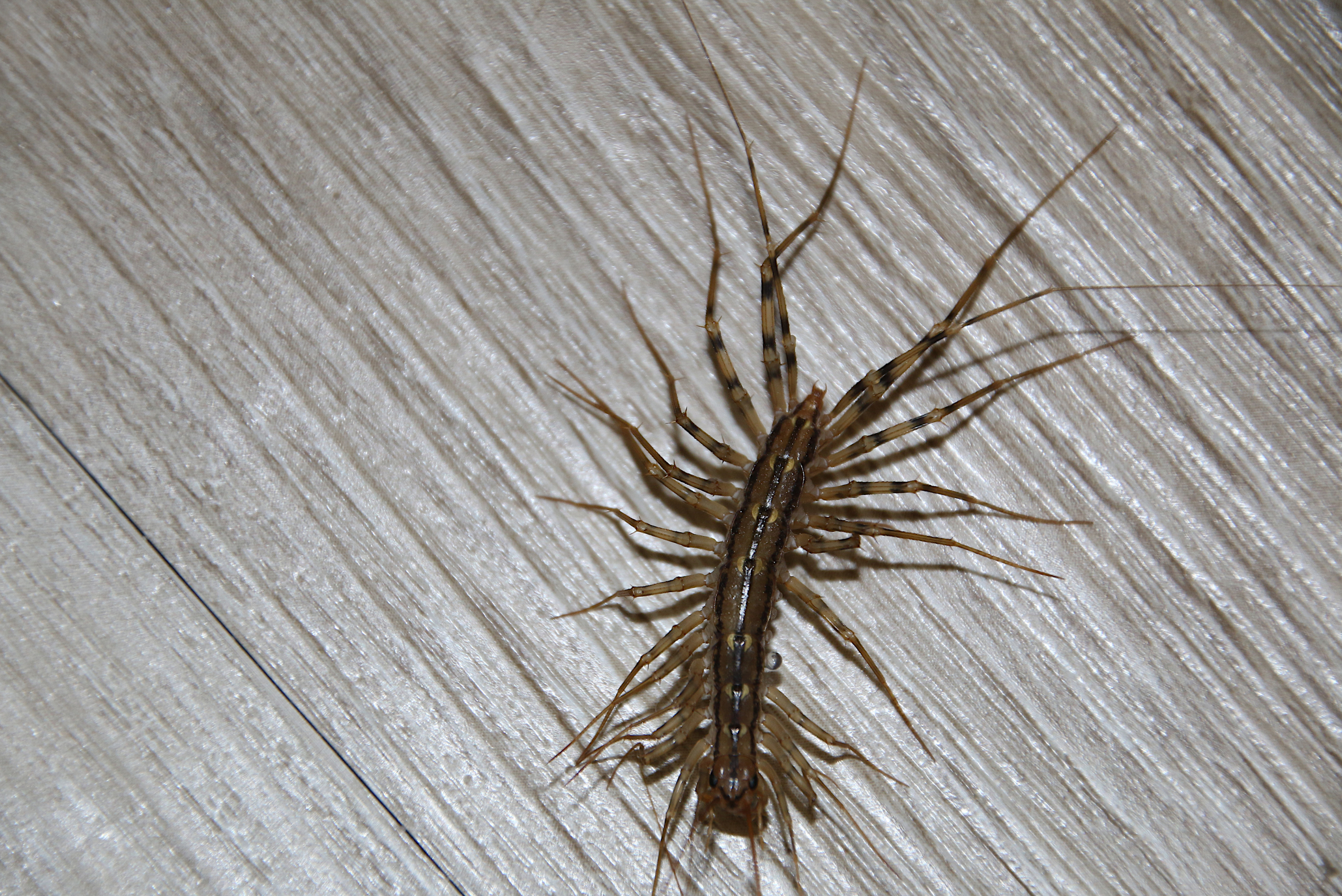 House Centipede.