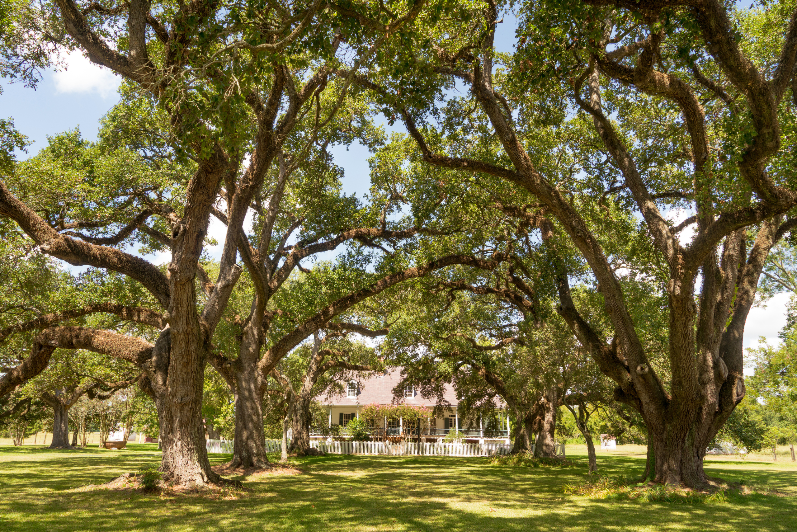 Oak trees by a house.