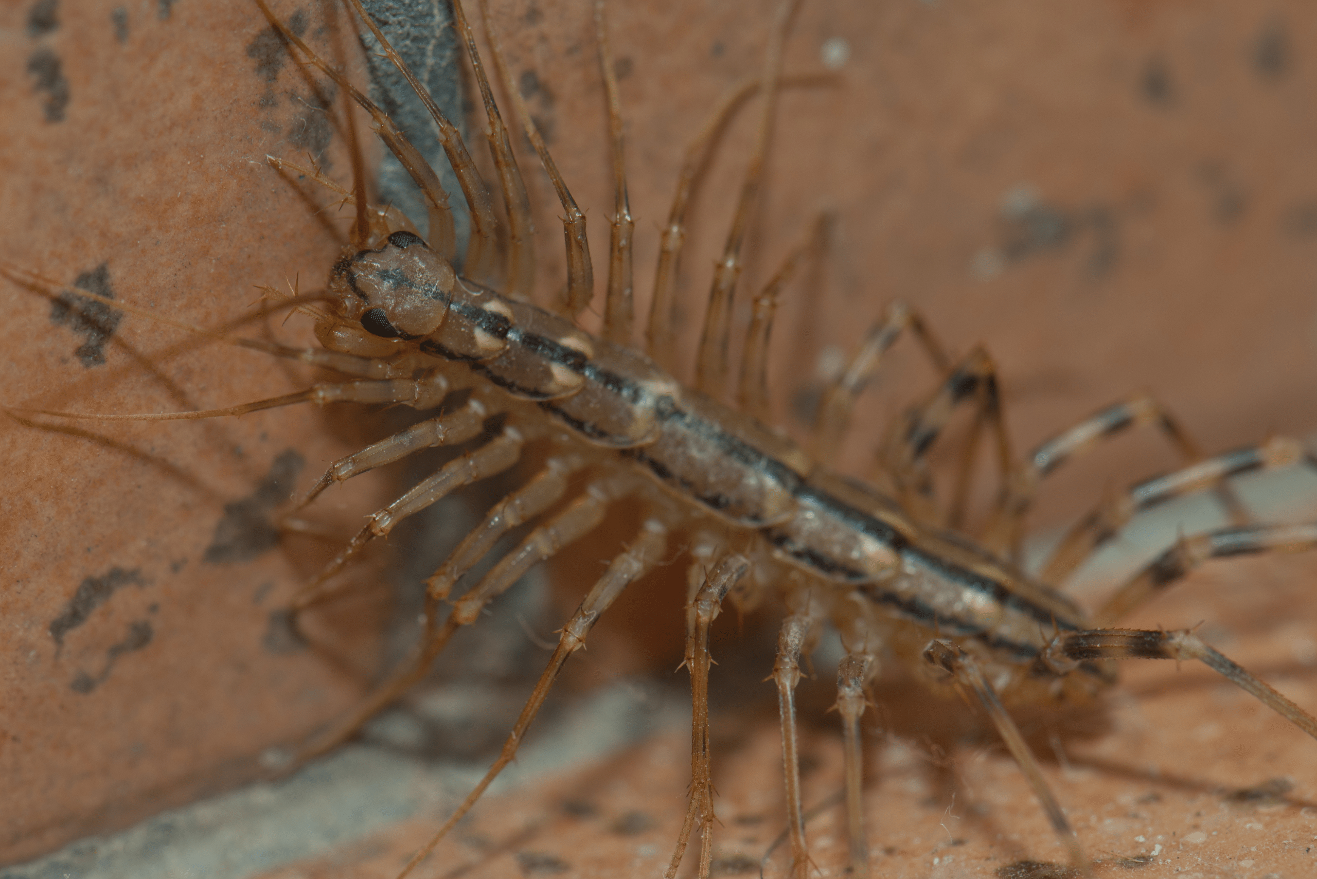 House Centipede on brick.