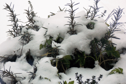 Rosemary bush in winter.