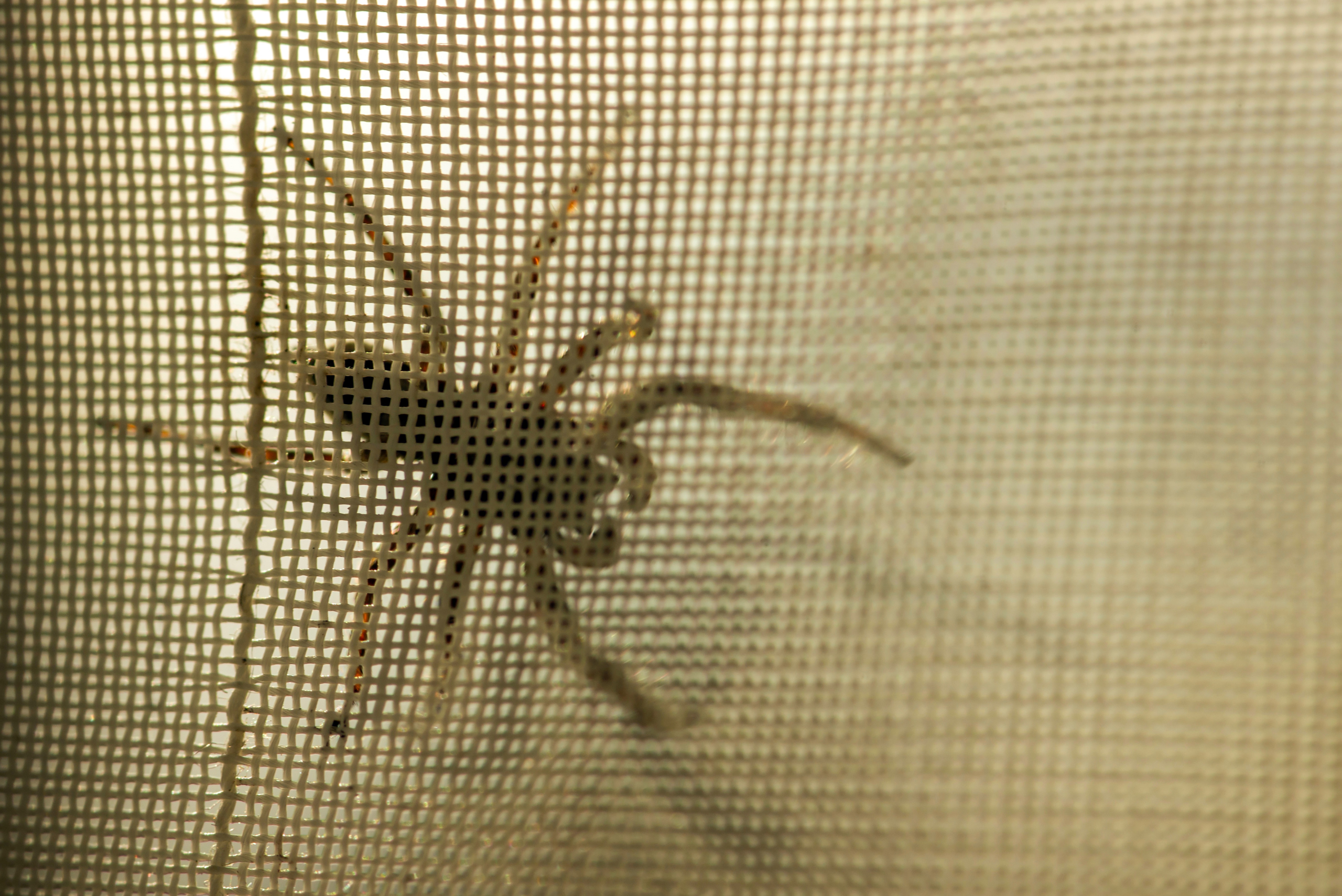 Spider hiding behind a curtain.