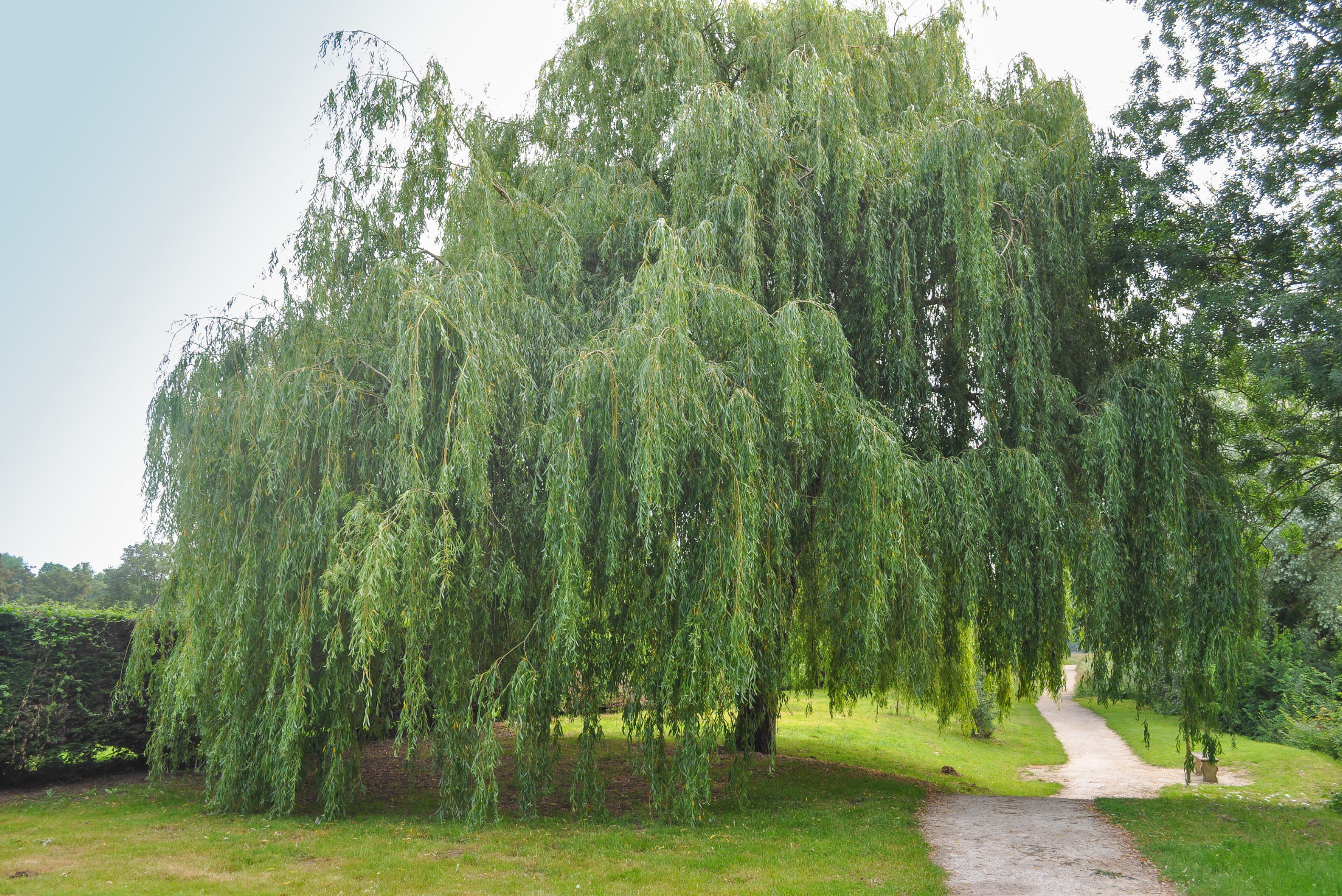 Willow tree.