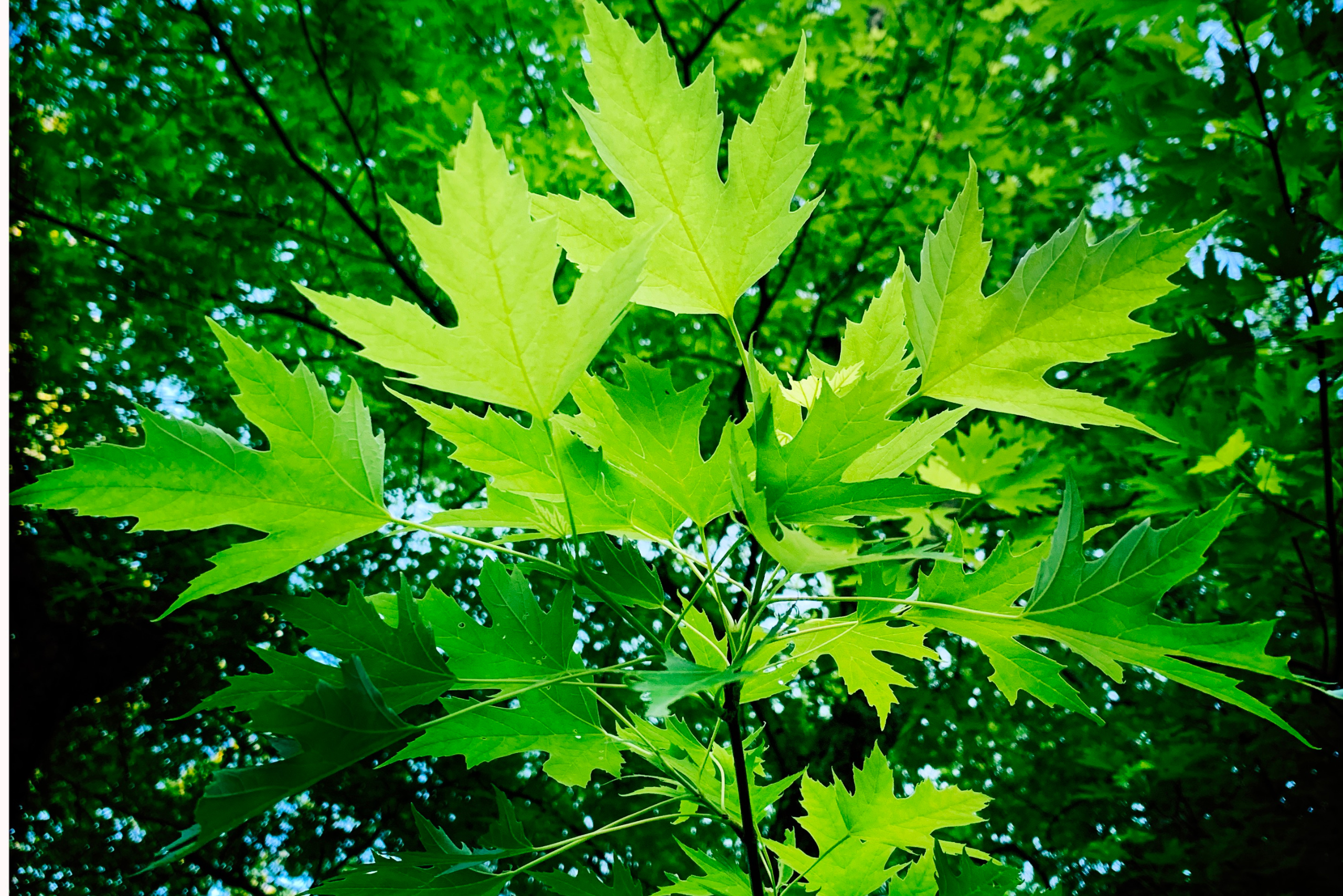 Silver maple tree leaves.