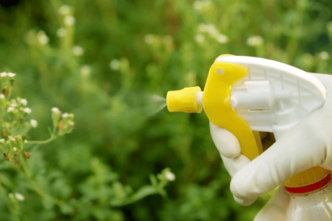 Closeup of a spray bottle spraying plants.