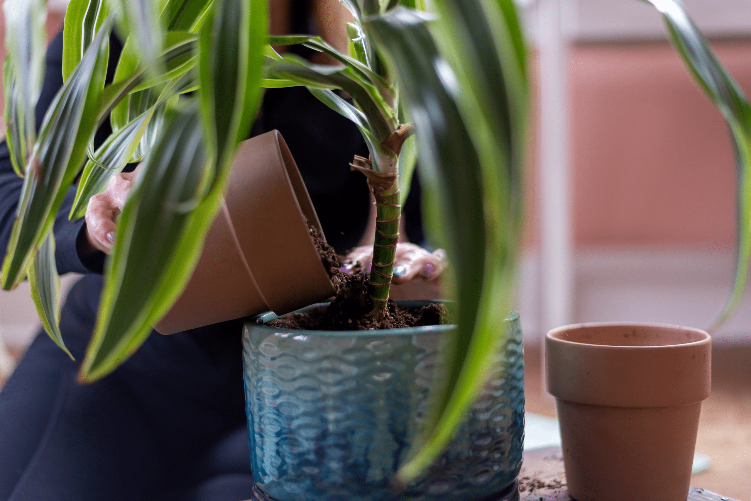 Repotting house plant.