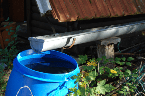 Blue rainwater barrel under gutter.