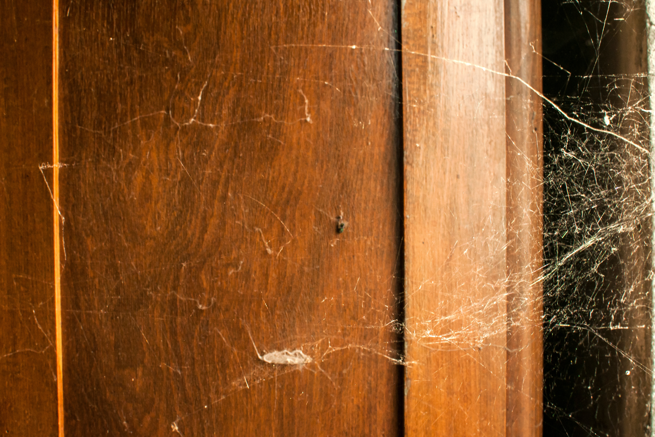 Spider and web in a closet.