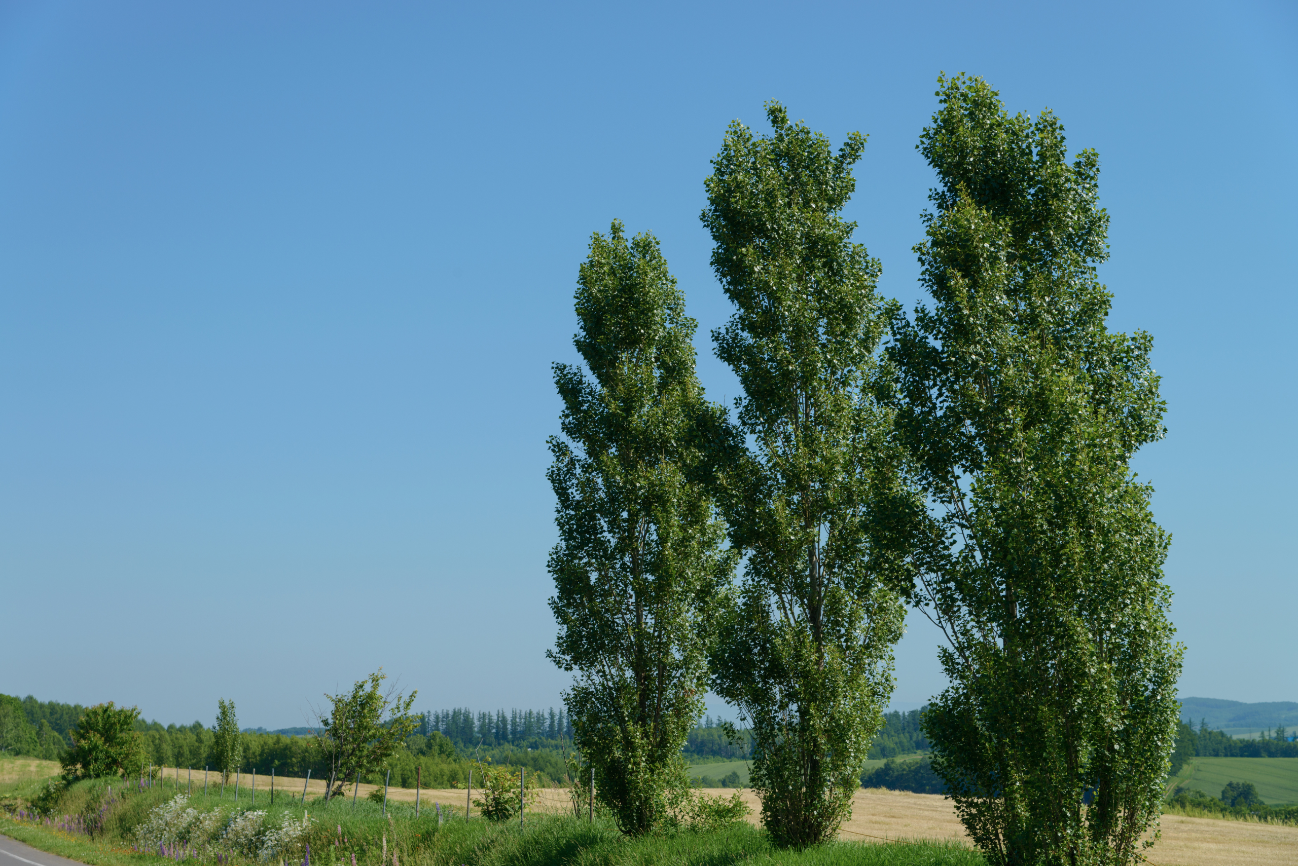 Poplar trees.