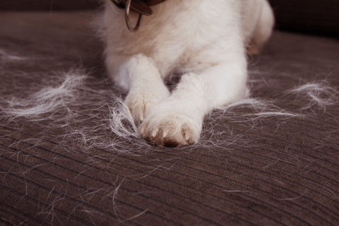 Dog with hair sheddings on the couch.