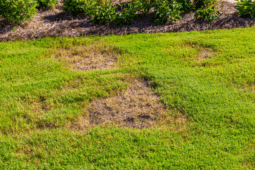 How to Replant or Fix Your Lawn’s Bare Spots