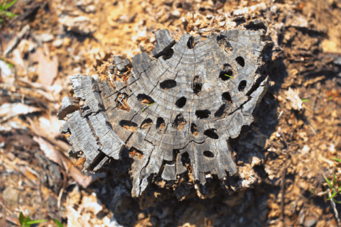 Rotted tree stump.