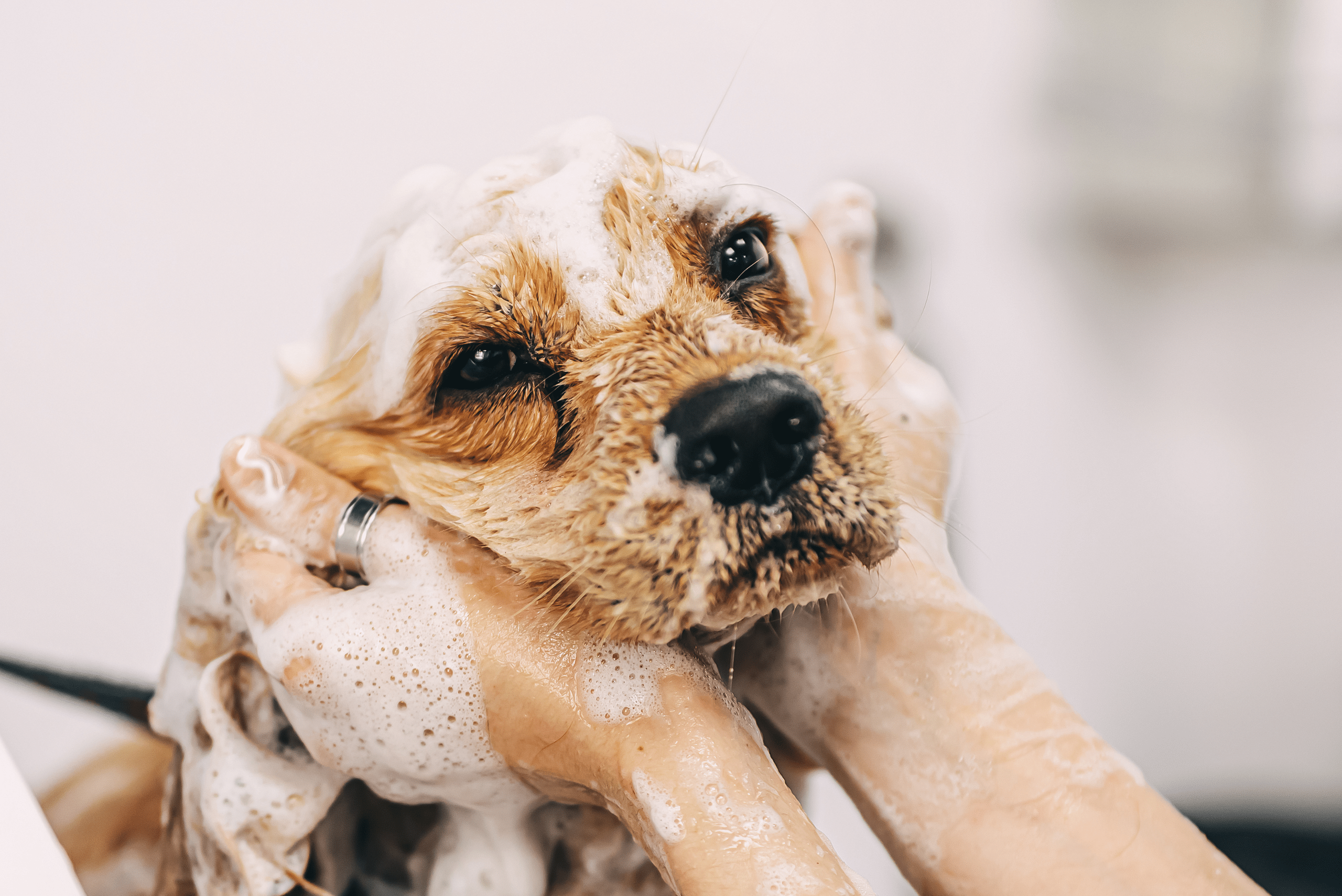 Grooming a dog.